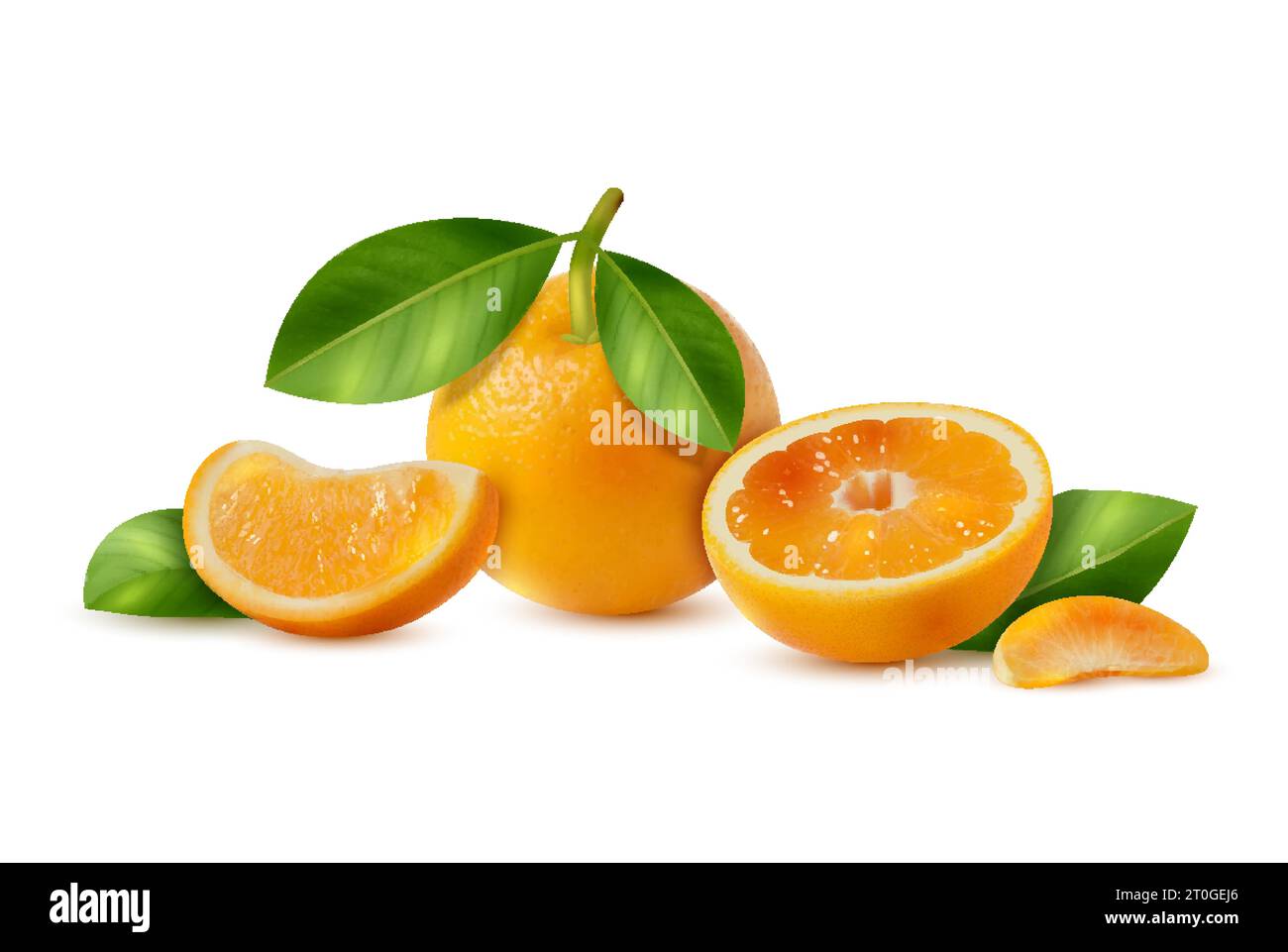 Realistic fresh juicy oranges with slices and green leaves against white background vector illustration Stock Vector