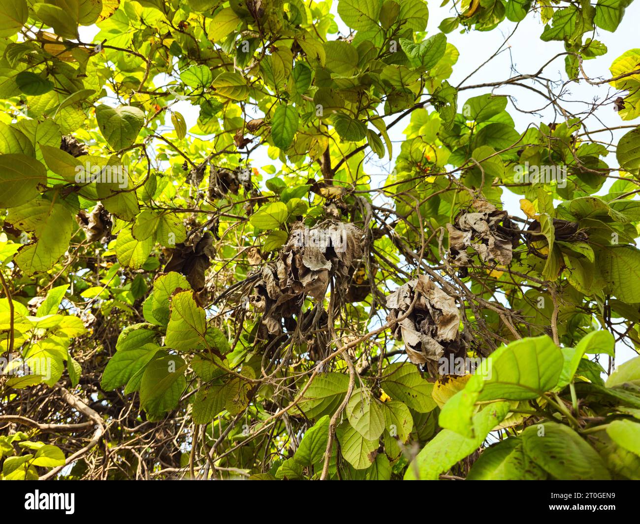 Cute leaves on plant hi-res stock photography and images - Alamy