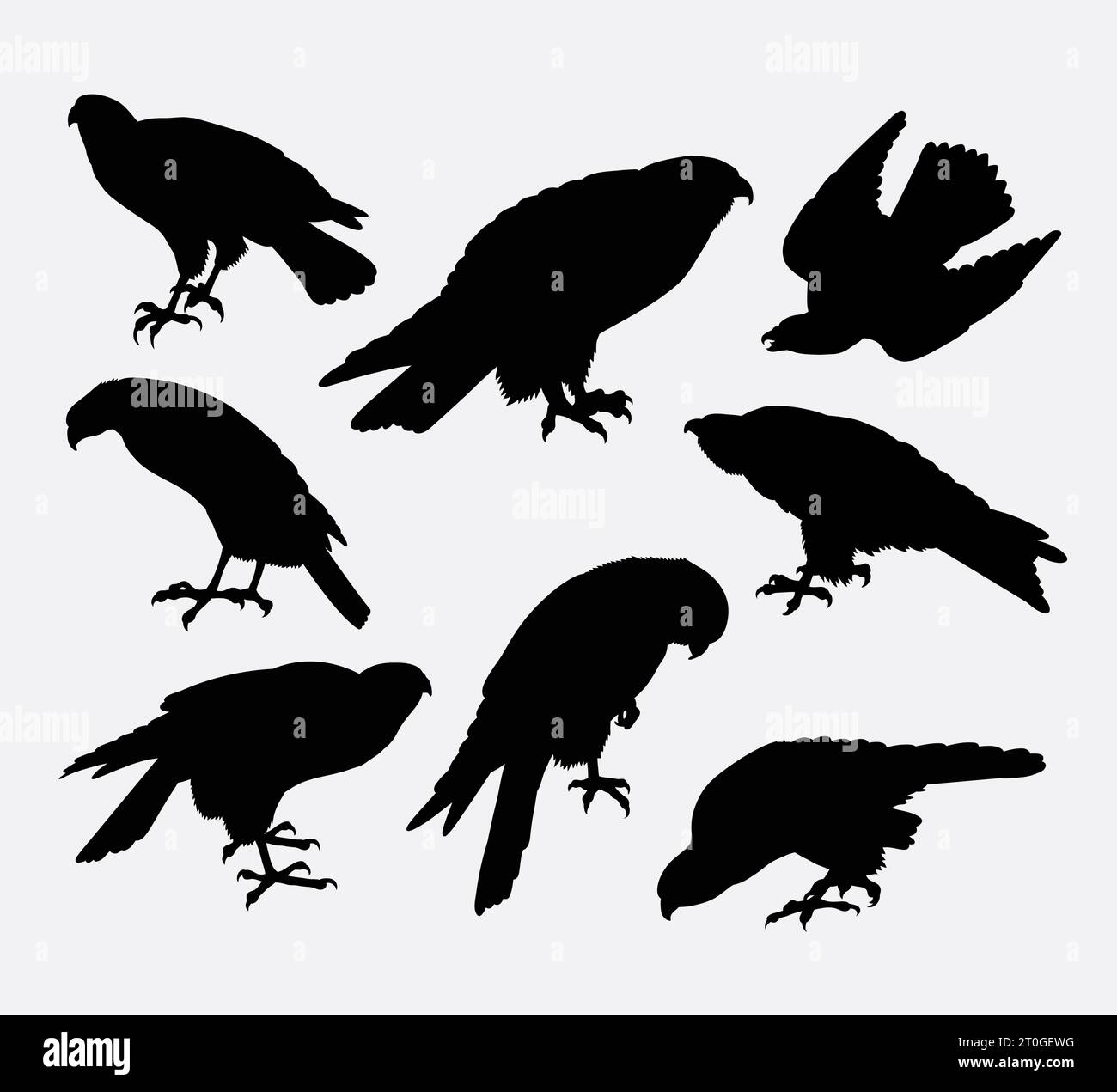 falcon eagle bird animal silhouette Stock Vector Image & Art - Alamy