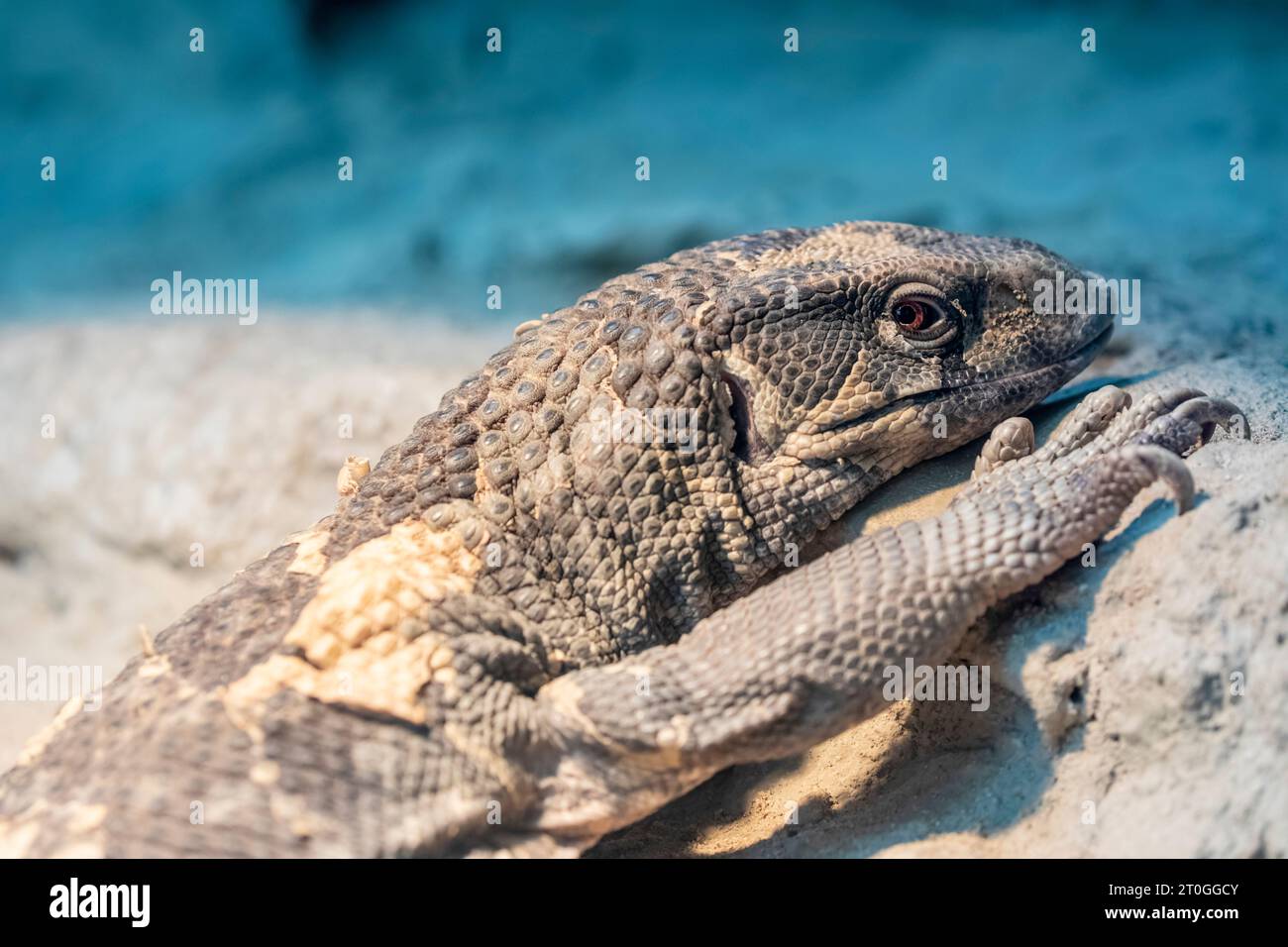 The savannah monitor (Varanus exanthematicus) is a medium-sized species of monitor lizard native to Africa. Stock Photo