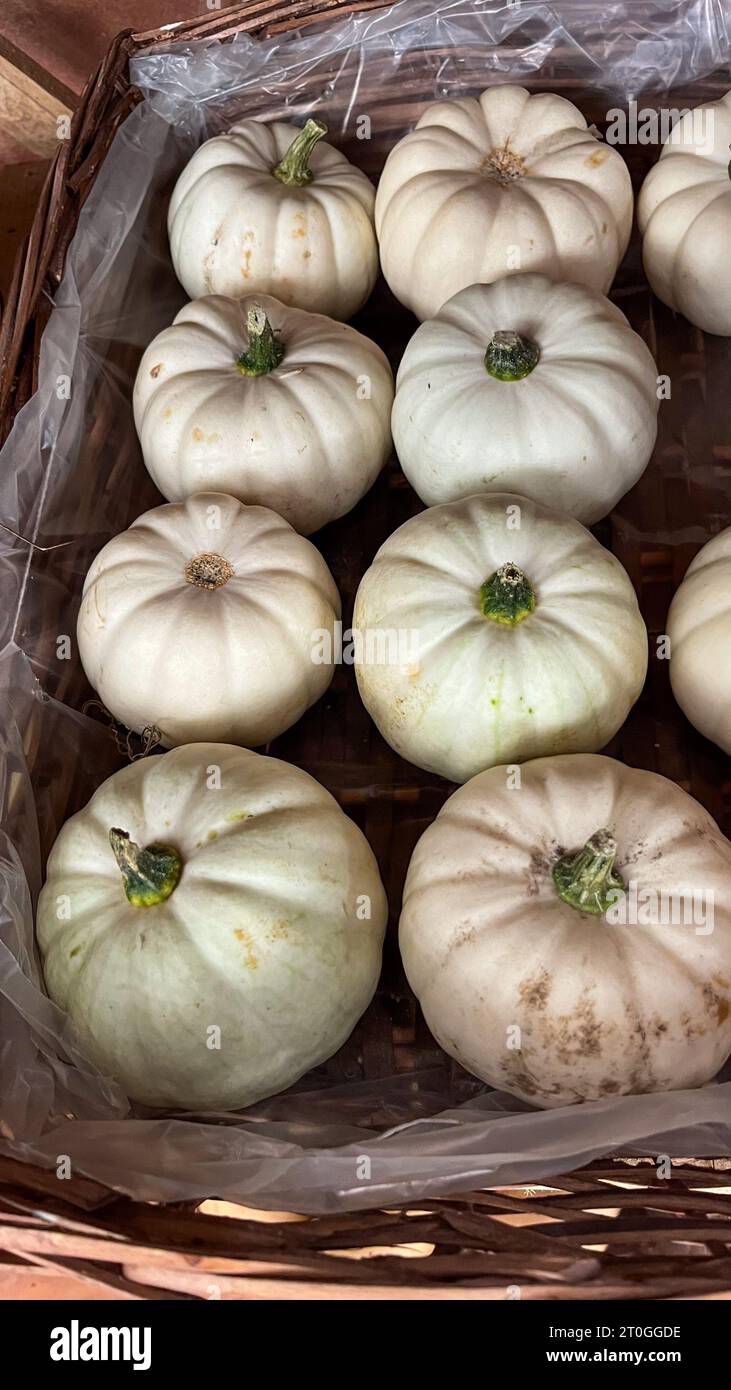 Variety of white pumpkins on display to sell at market Stock Photo