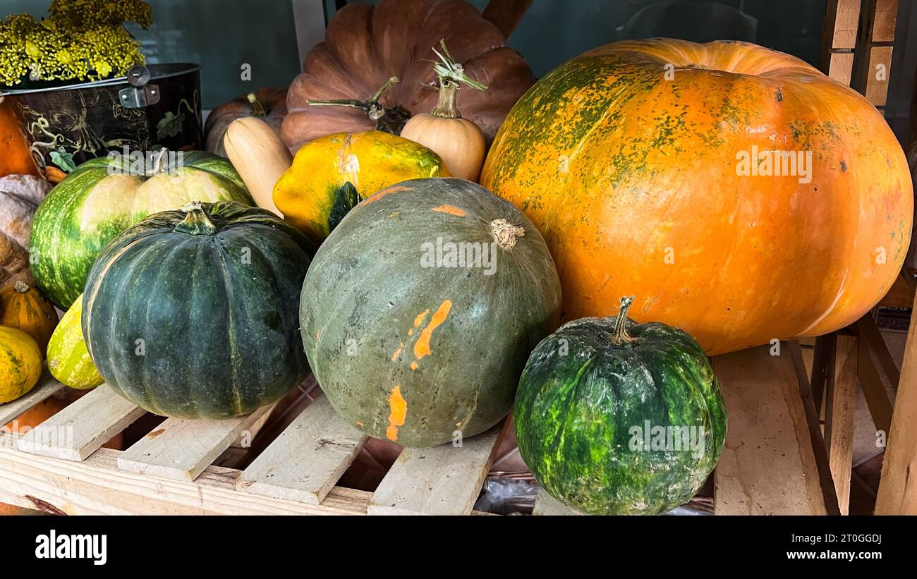 Variety and different types of pumpkins on display to sell at market