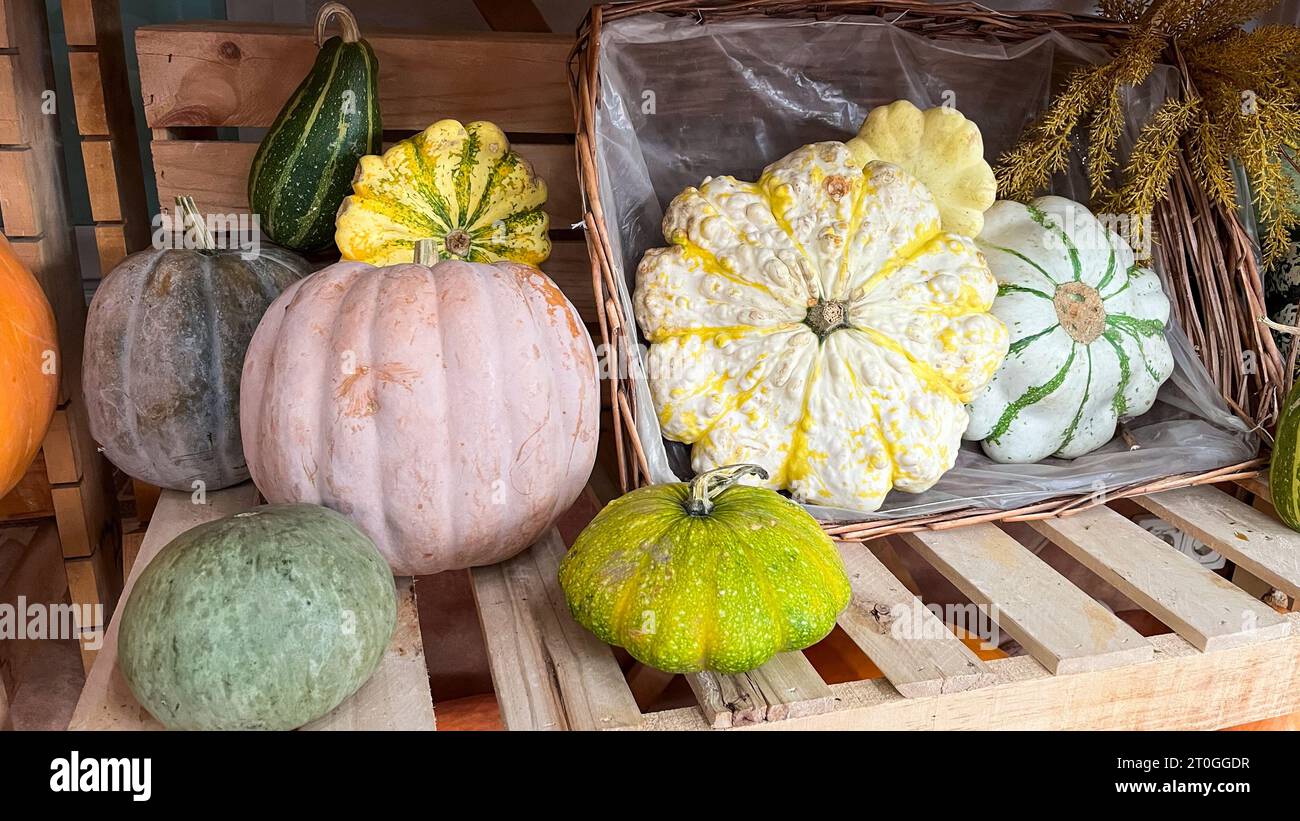 Variety and different types of pumpkins on display to sell at market Stock Photo