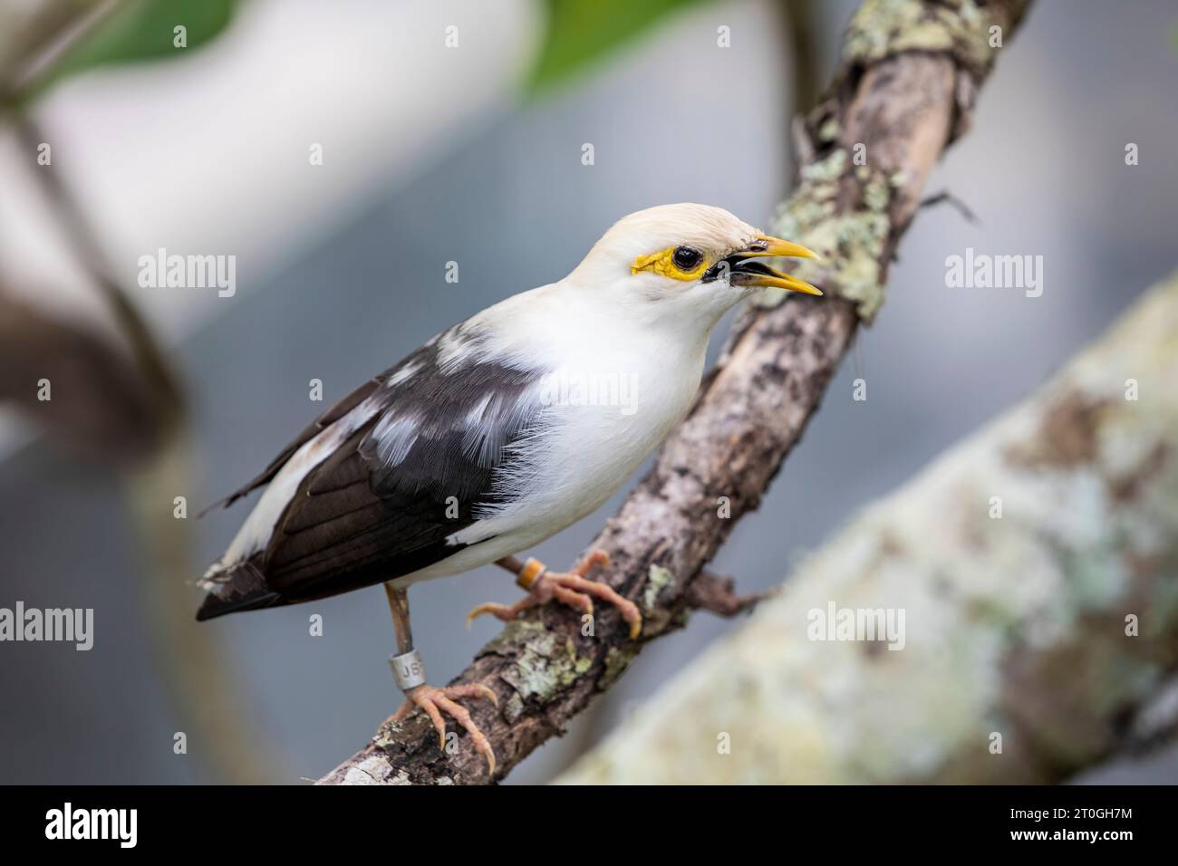 The black-winged myna (Acridotheres melanopterus) is a species of ...