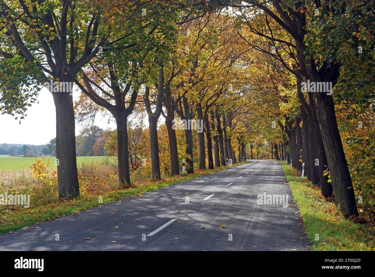 Die baum allee hi-res stock photography and images - Alamy