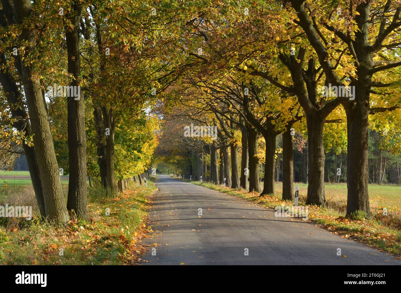 Die baum allee hi-res stock photography and images - Alamy