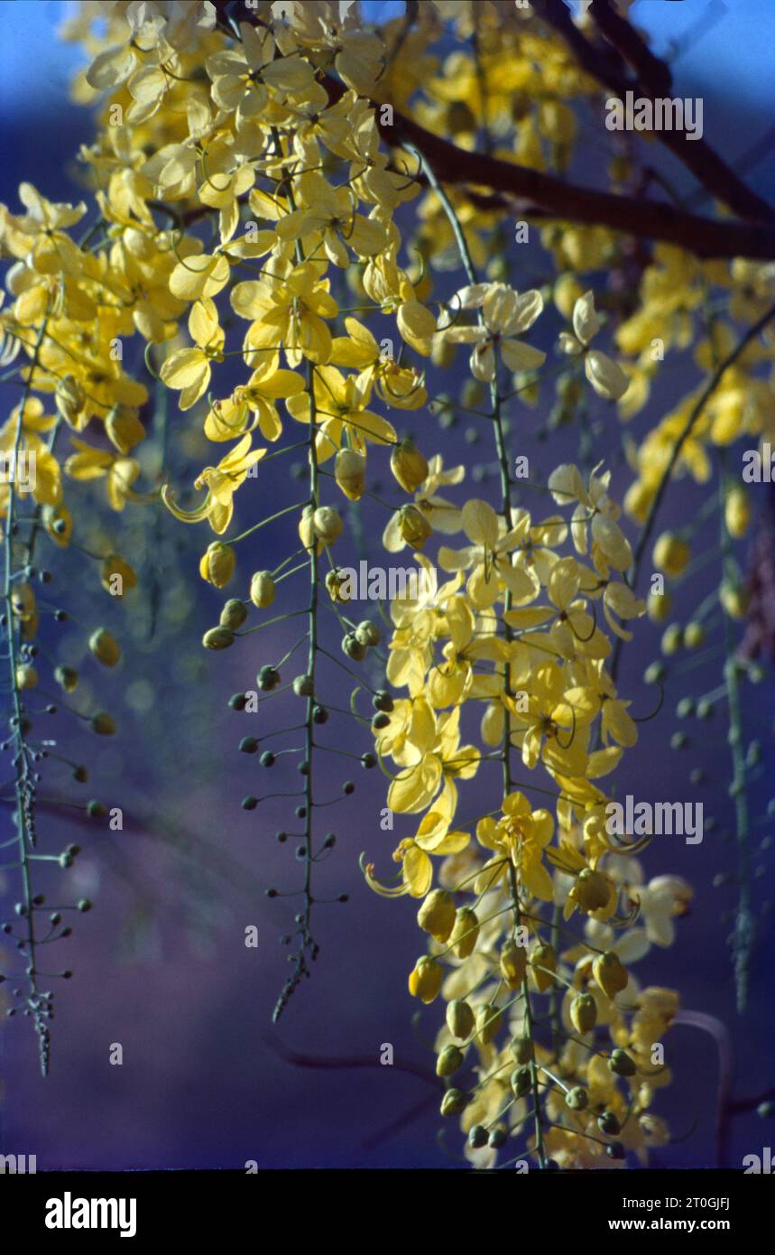 India seasonal flowers hi-res stock photography and images - Alamy