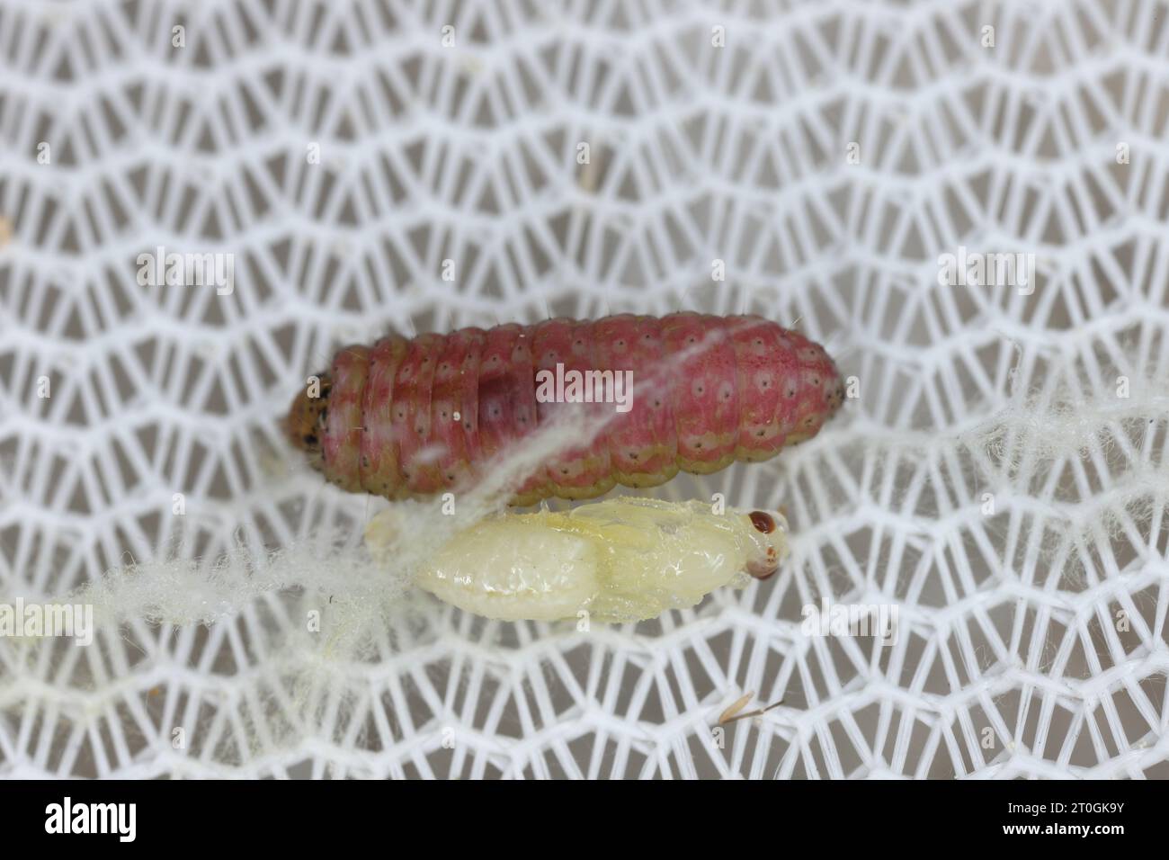 Parasitic wasp pupa and moth caterpillar. Stock Photo