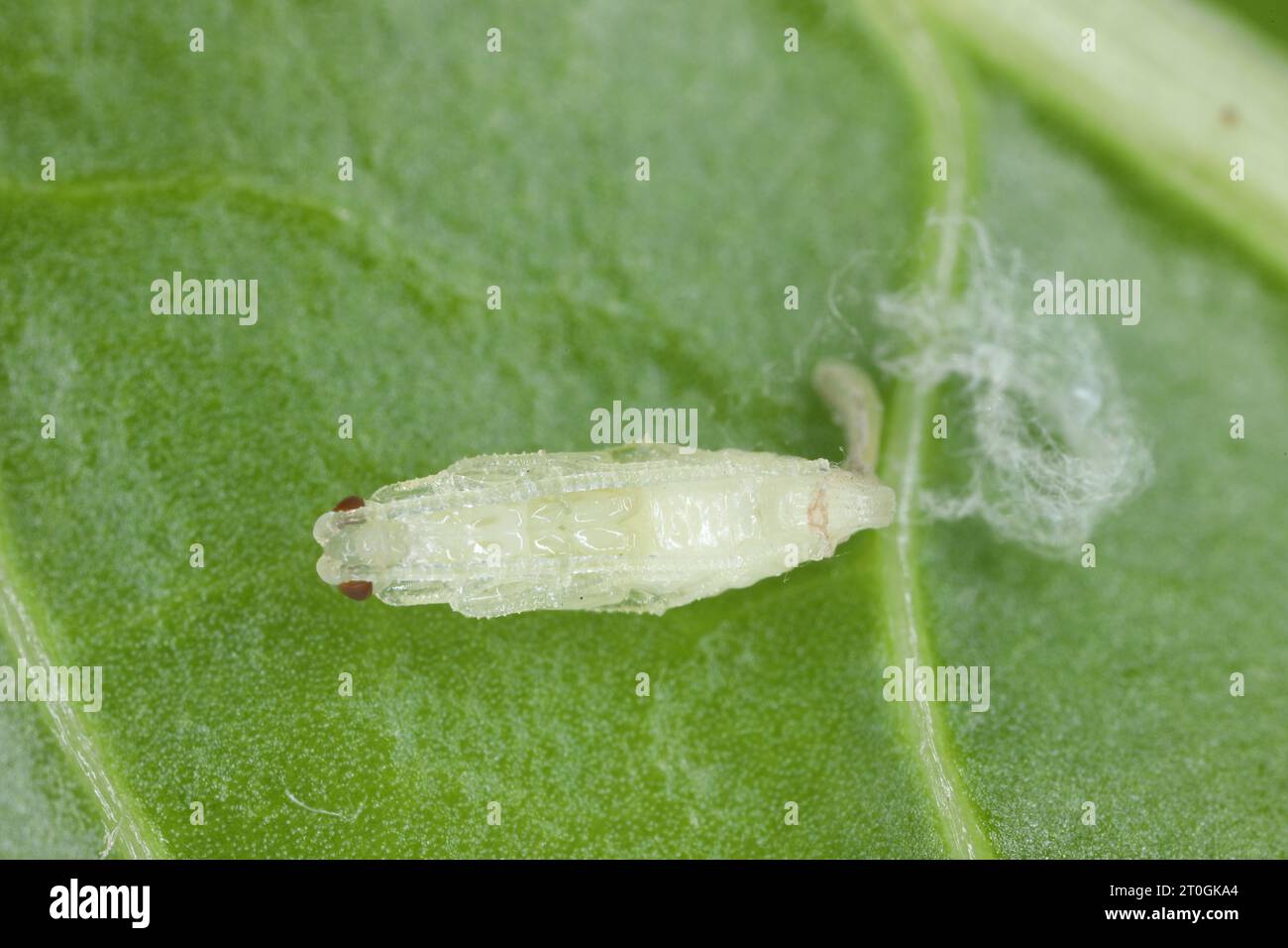 Ichneumonid Wasp pupa on a green leaf. Stock Photo