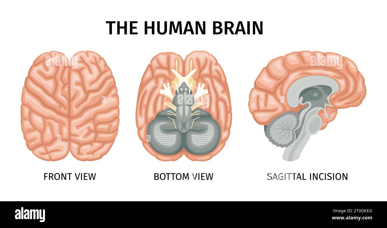 Brain anatomy set of isolated profile view images of brain with text captions on blank background vector illustration Stock Vector