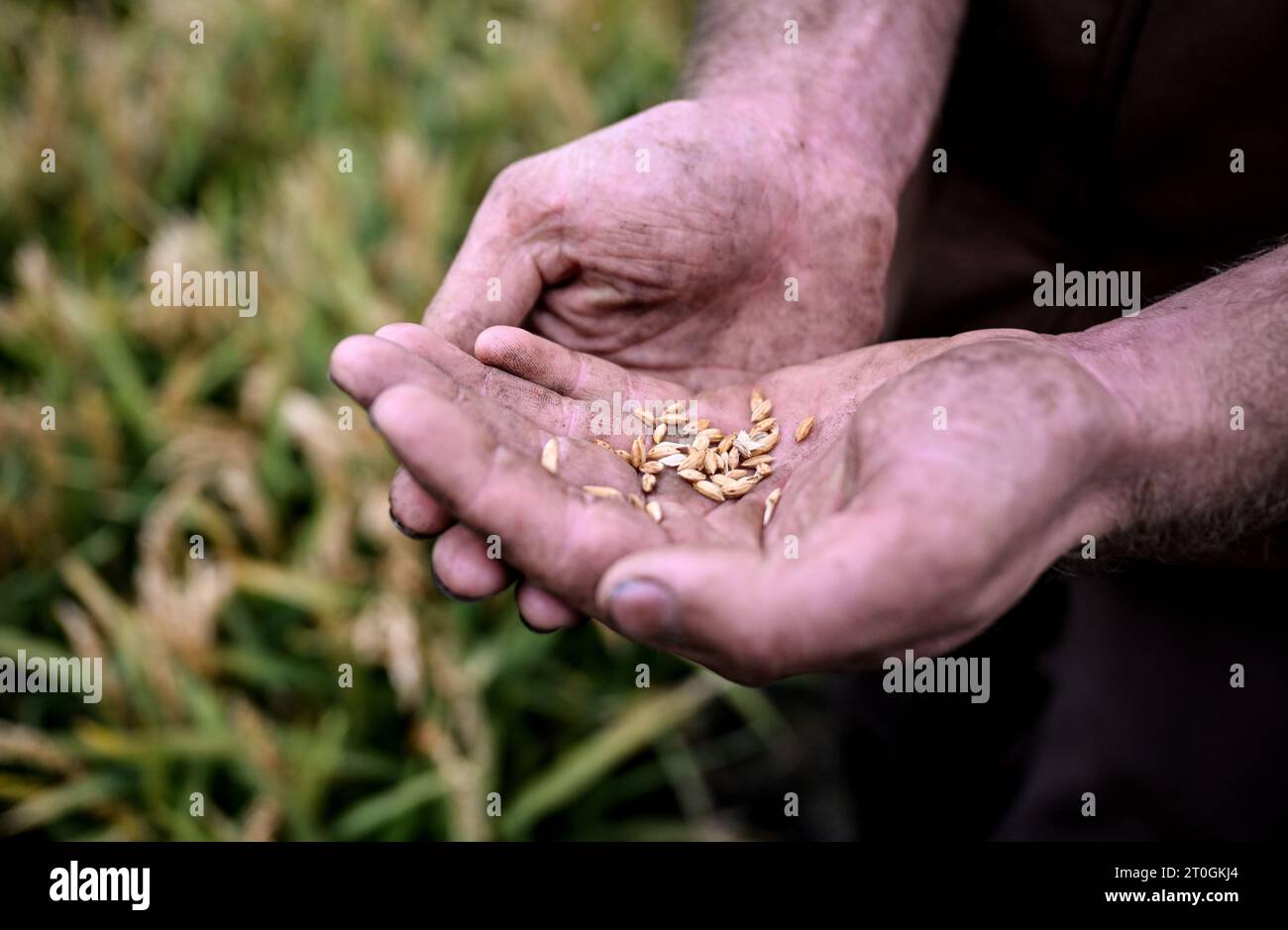 Linum, Germany. 06th Oct, 2023. Farmer Robert Jäckel holds rice grains ...