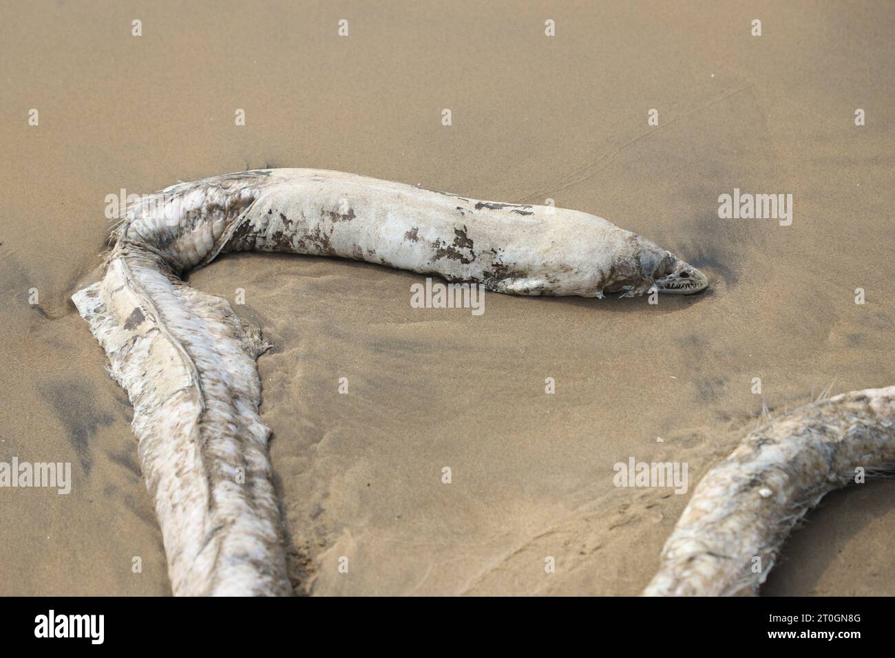 Sea Creature in decomposed state Stock Photo