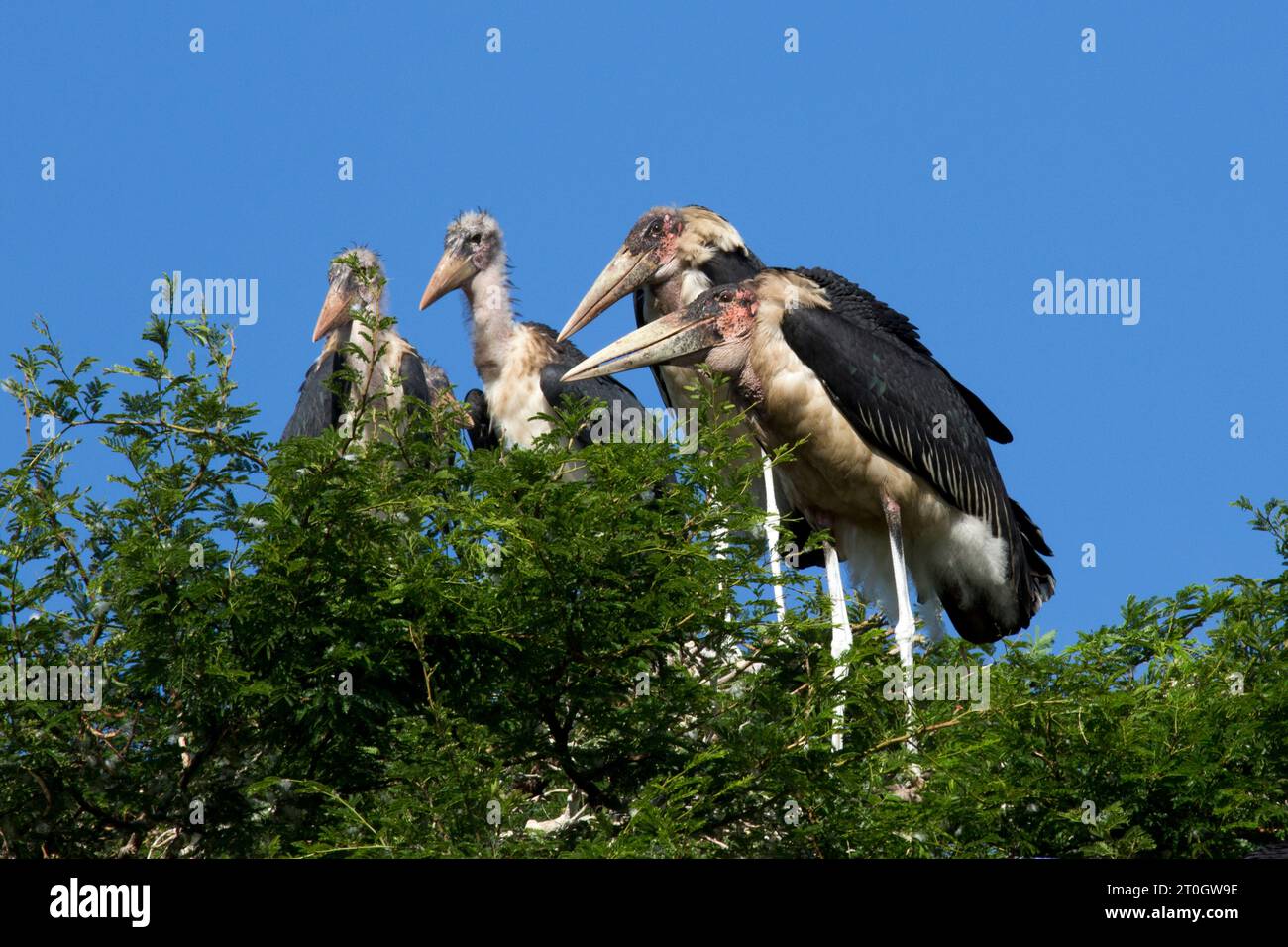 Marabou storks Stock Photo