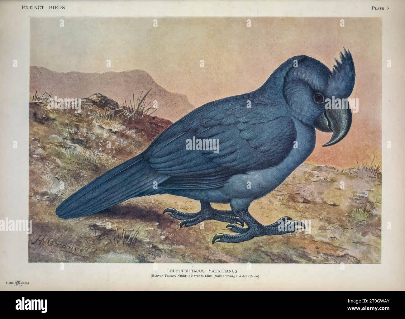 Broad-billed parrot, illustration Stock Photo
