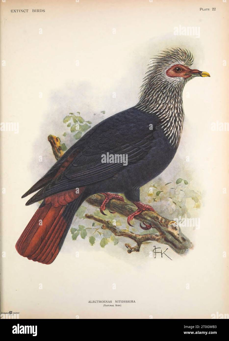 Mauritius blue pigeon, illustration Stock Photo