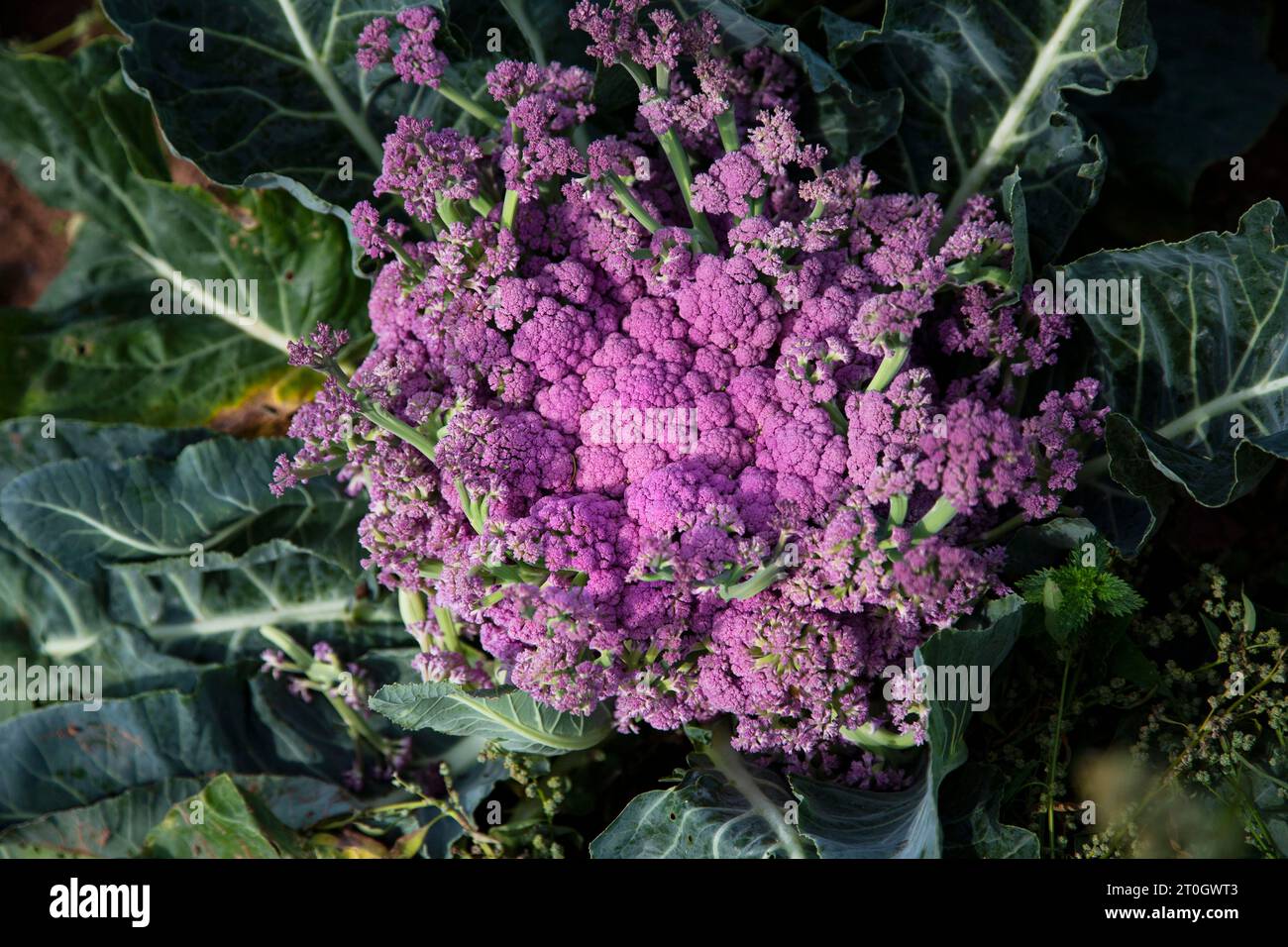 purple flowering cauliflower Stock Photo Alamy