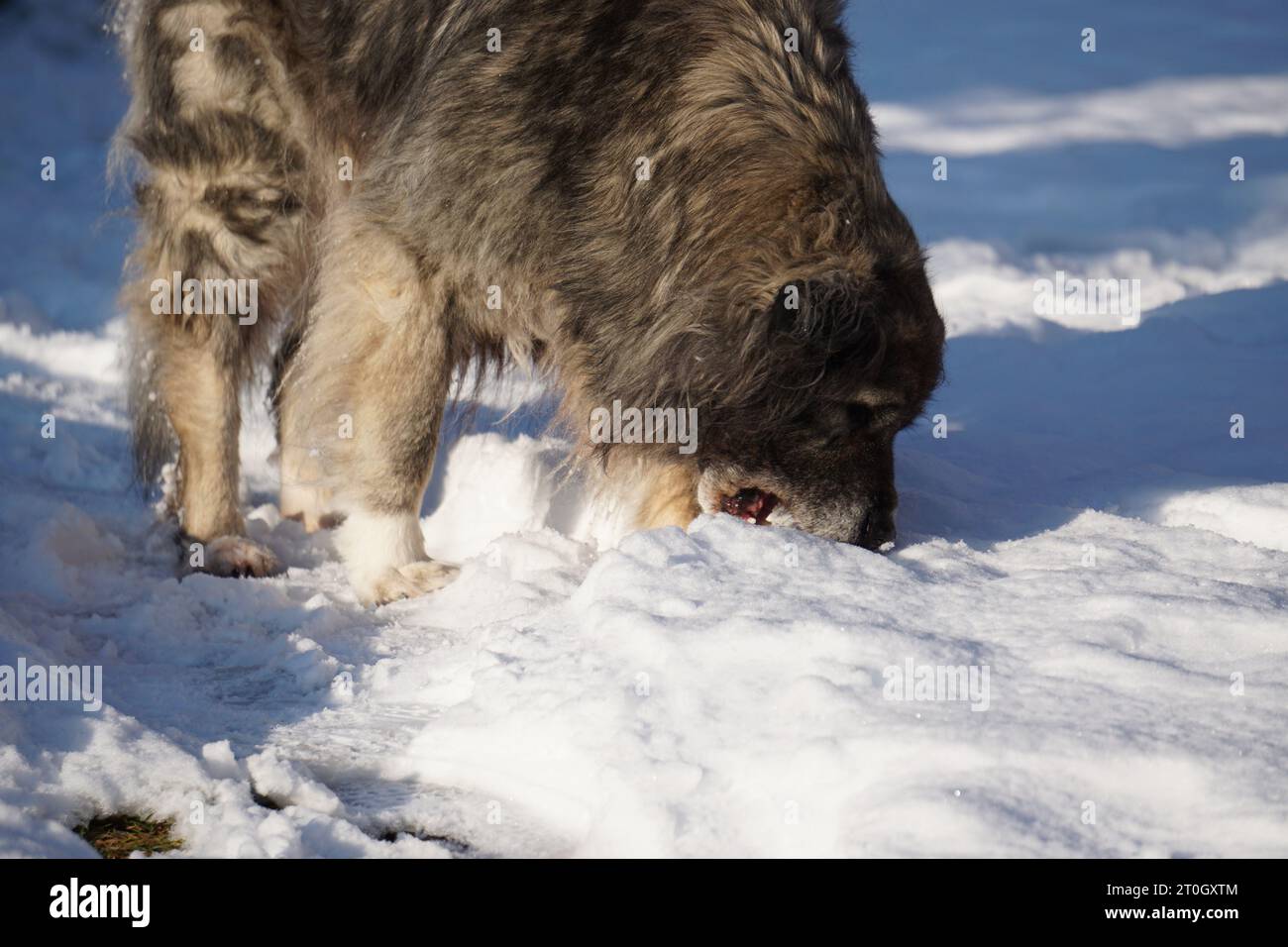 Thirsty dog eating snow in winter Stock Photo