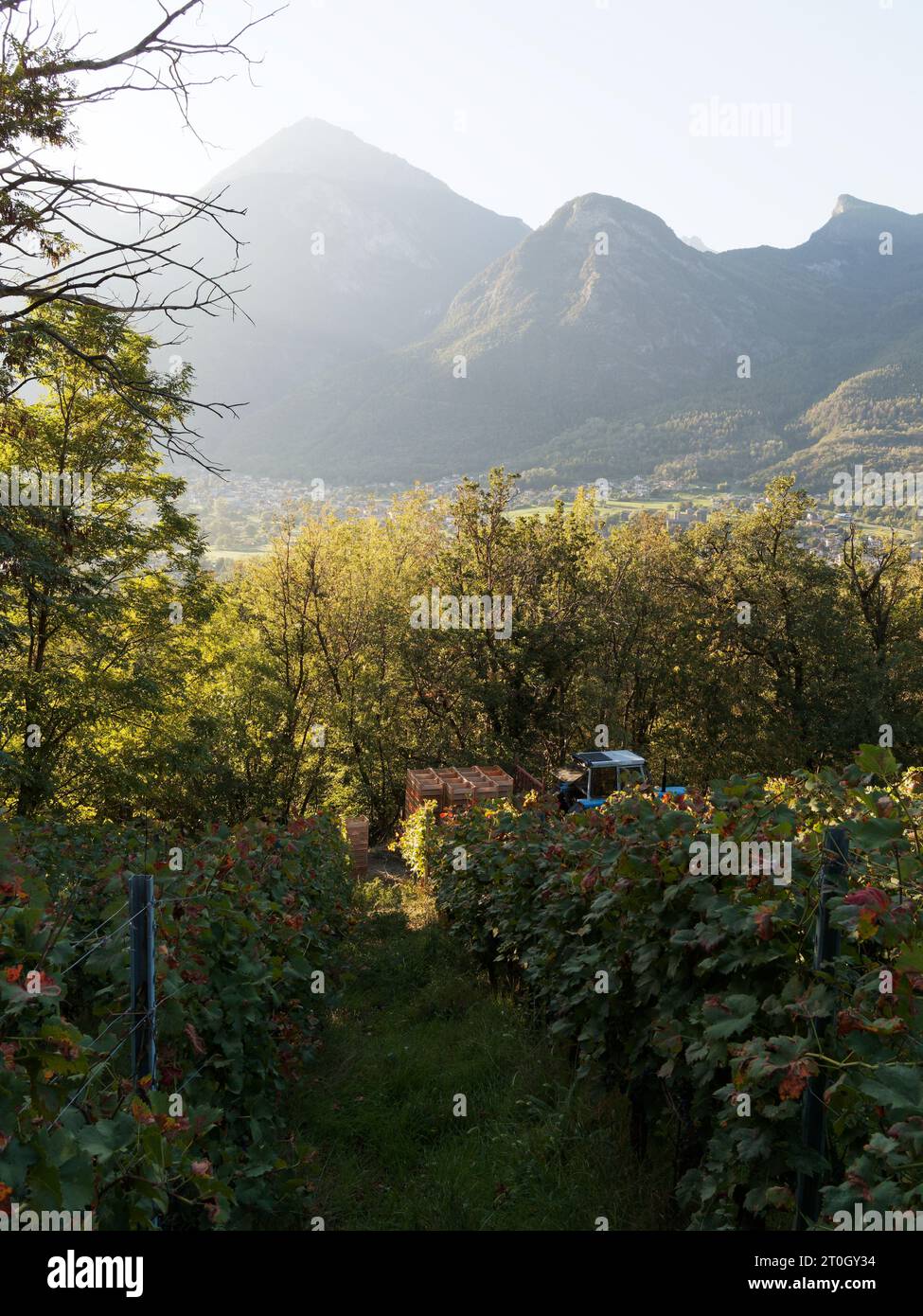 Tractor at the Grape Harvest aka Vendemmia in Nus in the Aosta Valley over looking the town of Fenis and alps behind NW Italy, September 2023 Stock Photo