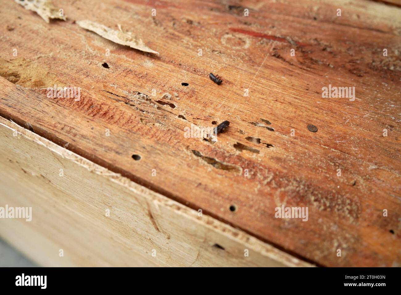 Traces of wood eaten by termites, damage to wood by termites