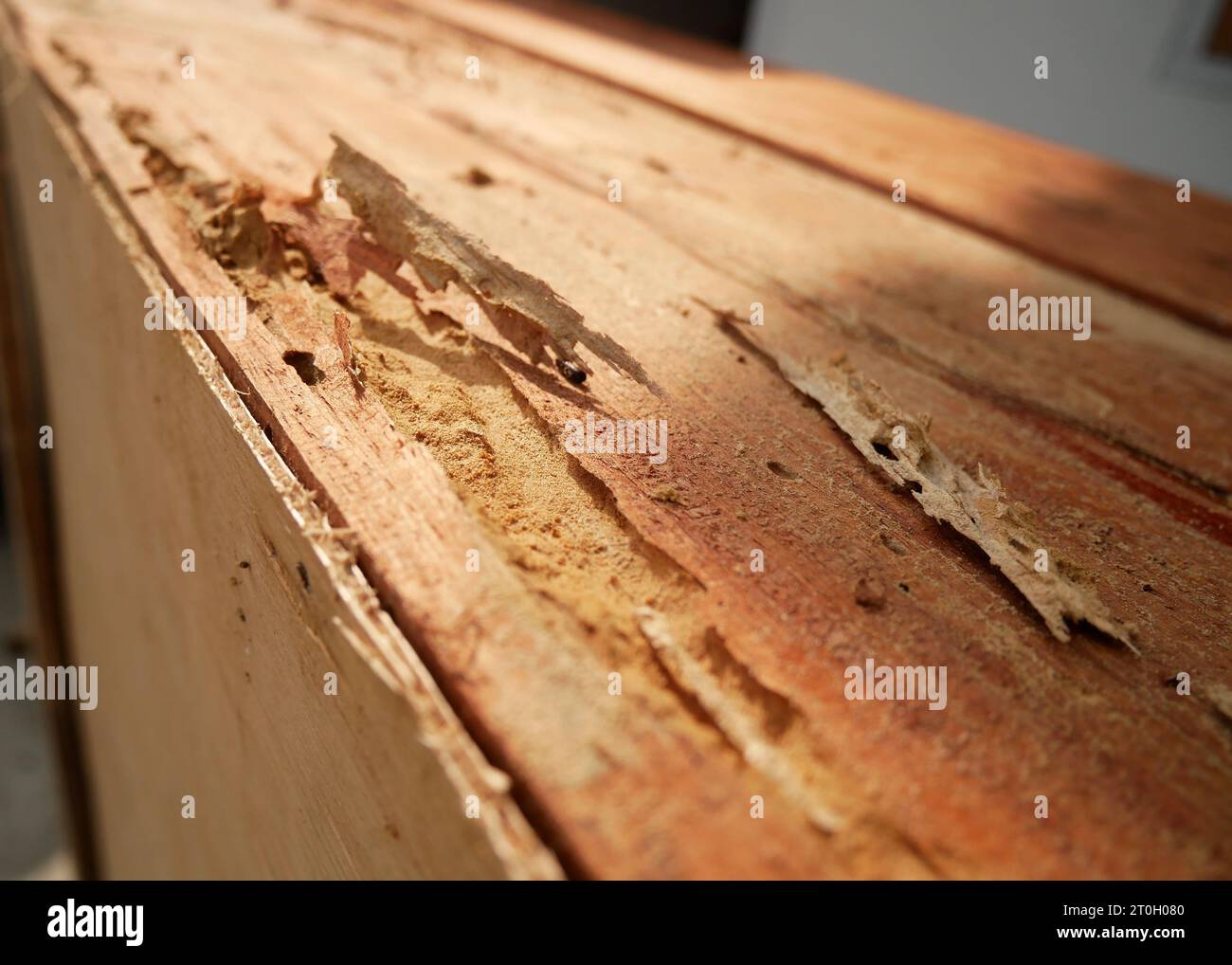 Traces of wood eaten by termites, damage to wood by termites