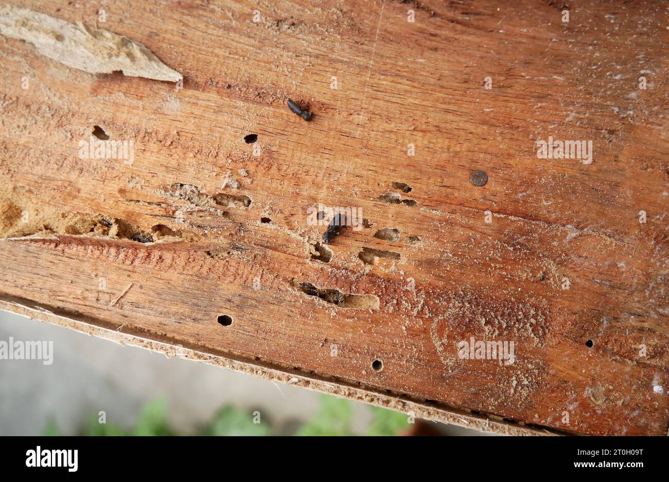 Traces of wood eaten by termites, damage to wood by termites