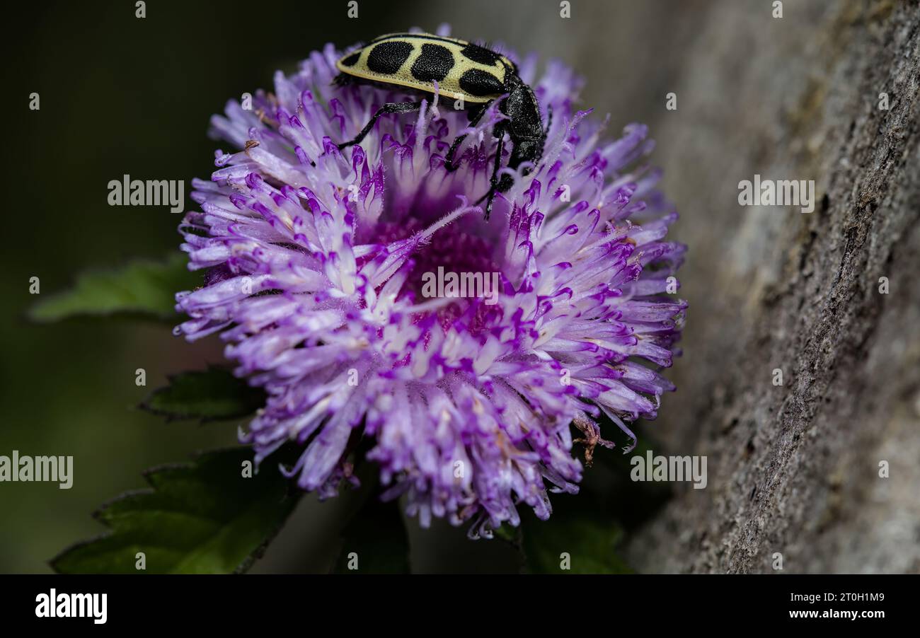 Astylus variegatus: The Dual Role of Pollinator and Pest Stock Photo