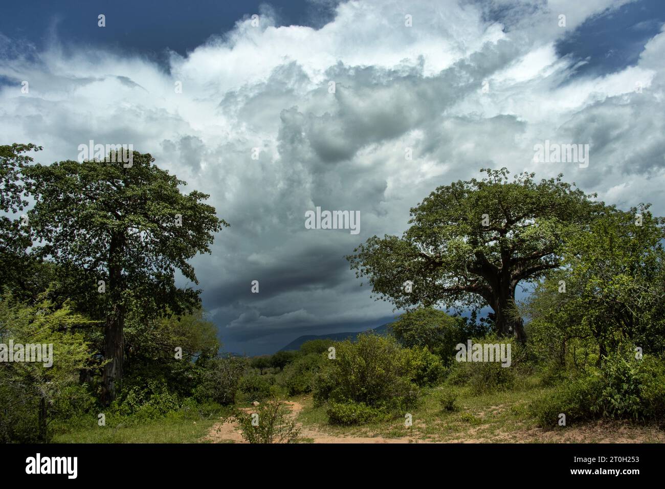 Thunderheads gather on the escarpment presaging evening storms following the course of the Great Ruaha River. These Cumulonimbus clouds bring storms. Stock Photo