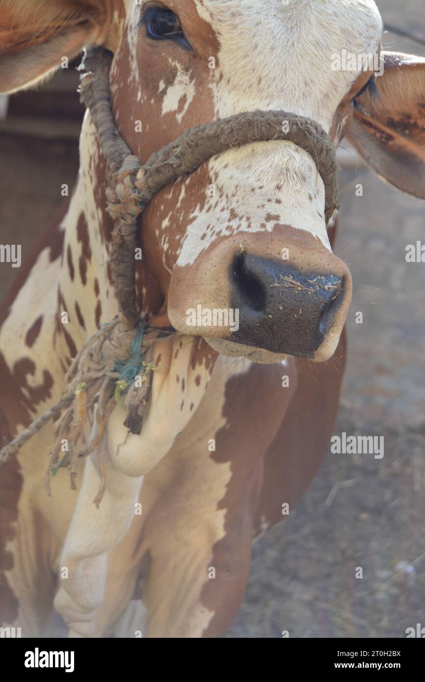 Cow face. Close-up portrait of a cow. Beautiful brown cow Stock Photo ...