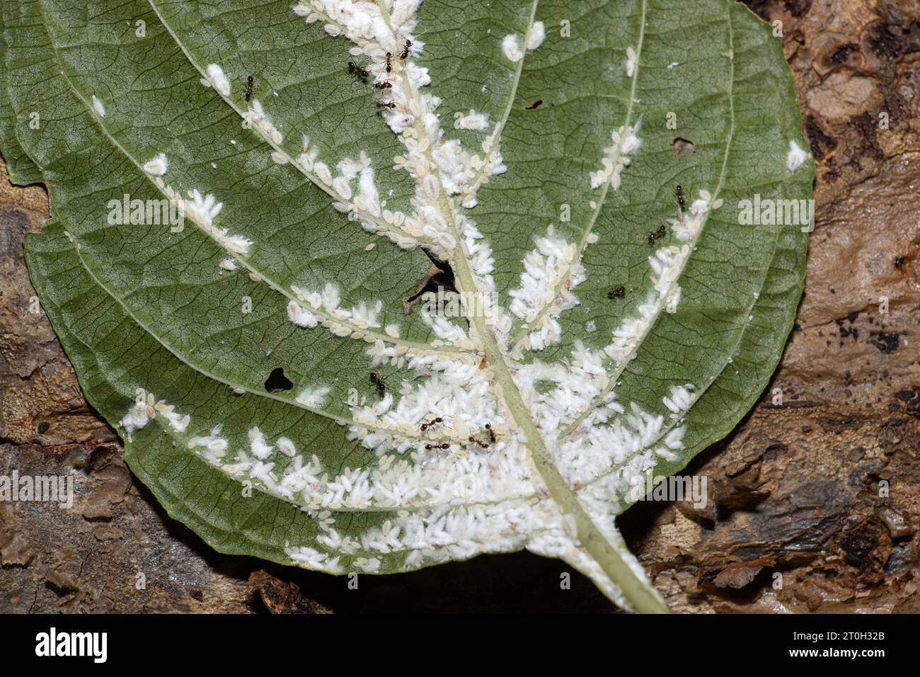 Wax Scale are small members of the mealy bug family. They drink sap from the plant they infect and produce large quantities of honeydew. Stock Photo