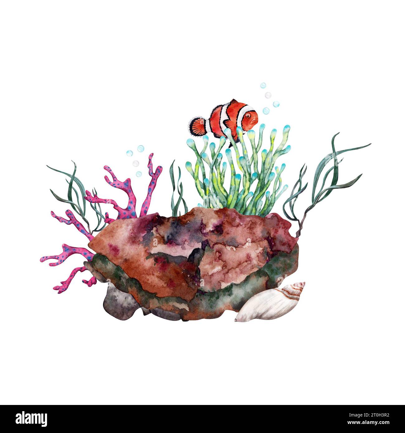 Orange clown fish near anemone growing over reef rock with corals and seaweed. Hand drawn watercolor illustration composition on white background Stock Photo