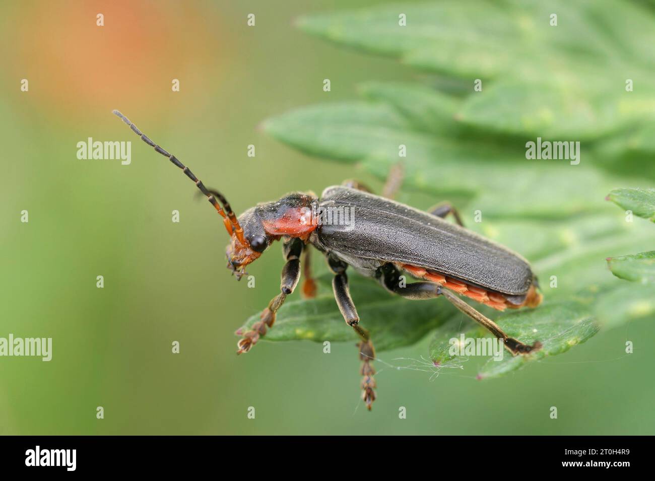 Soldier beetle cantharis fusca on leaf hi-res stock photography and ...