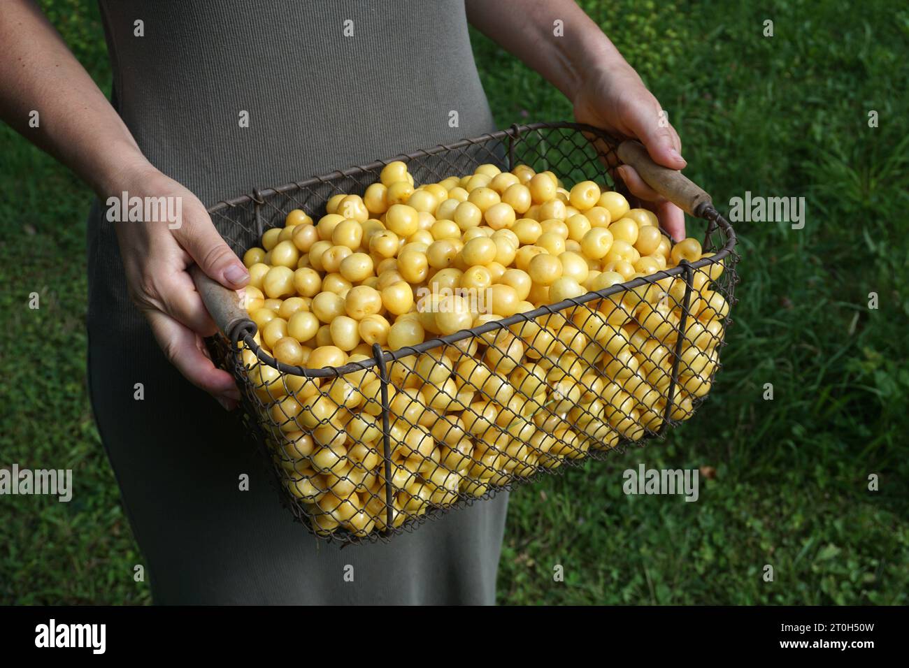 rare yellow cherry variety freshly harvested Stock Photo