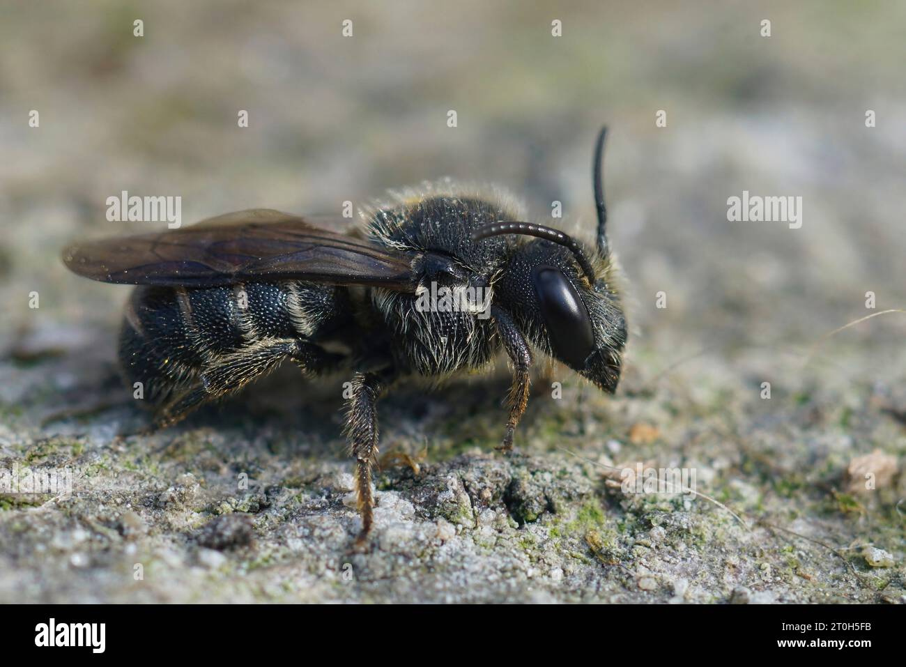 Detailed closeup on a female cleptoparasite Little dark bee, Stelis breviuscula, sitting on wood Stock Photo