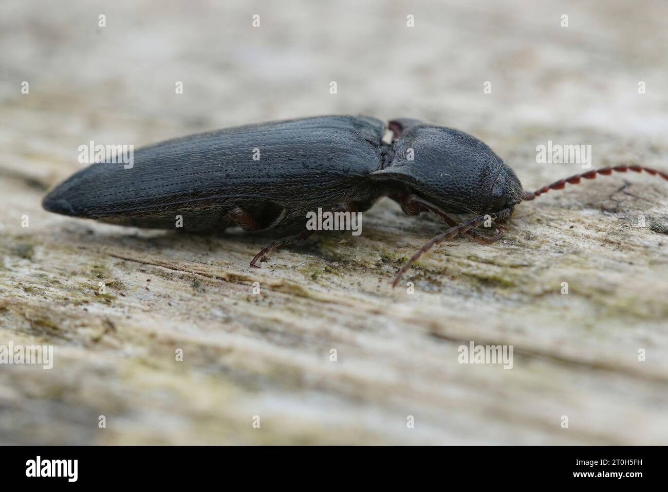 Natural closeup on a brown , hairy, cliking beetle Athous haemorrhoidalis sitting on wood Stock Photo