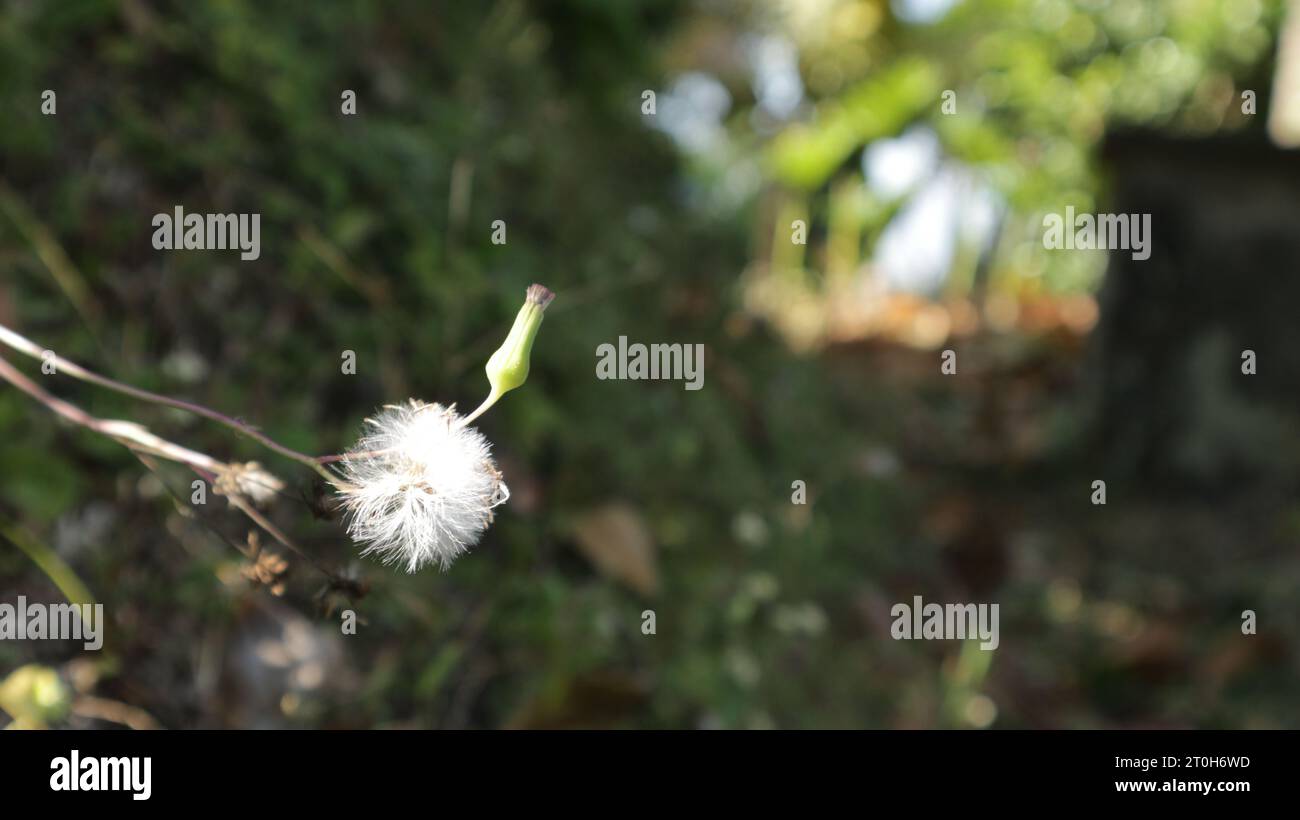 dandelion flower with blurred nature background Stock Photo