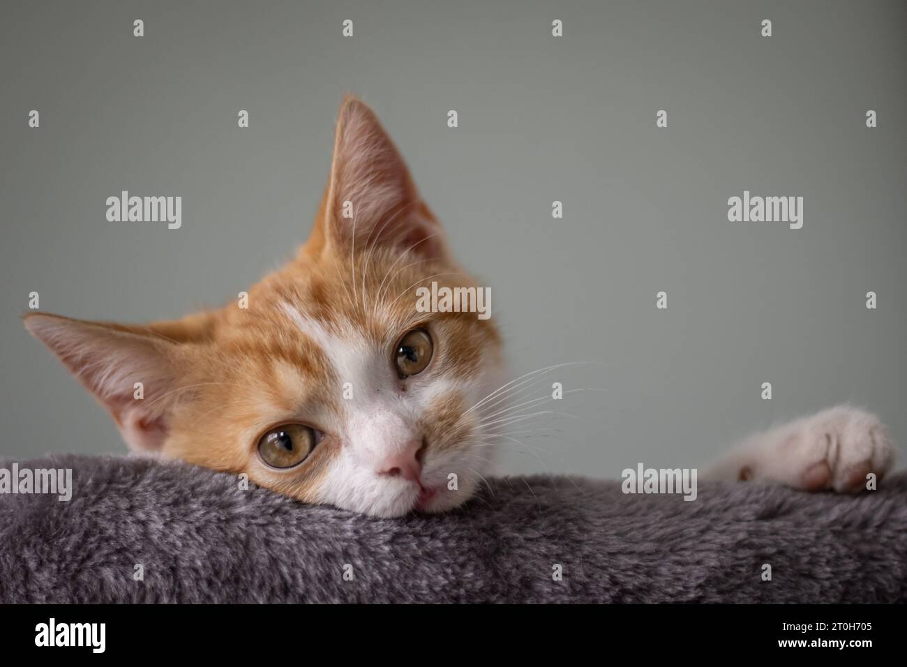 Four months old kitten laying in his bed looking over the edge Stock Photo