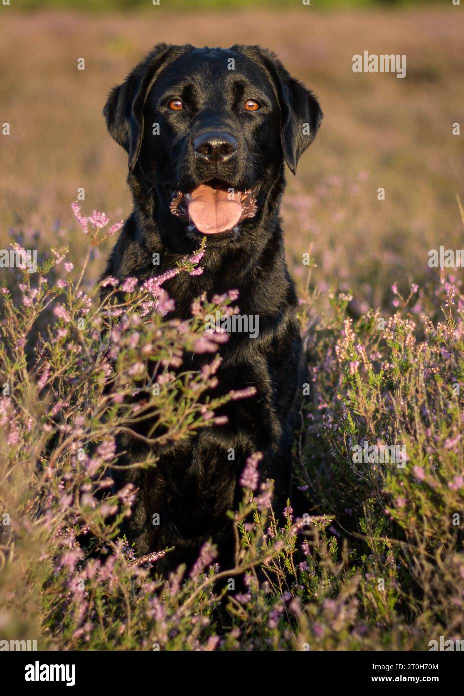 Black lavender dog hot sale