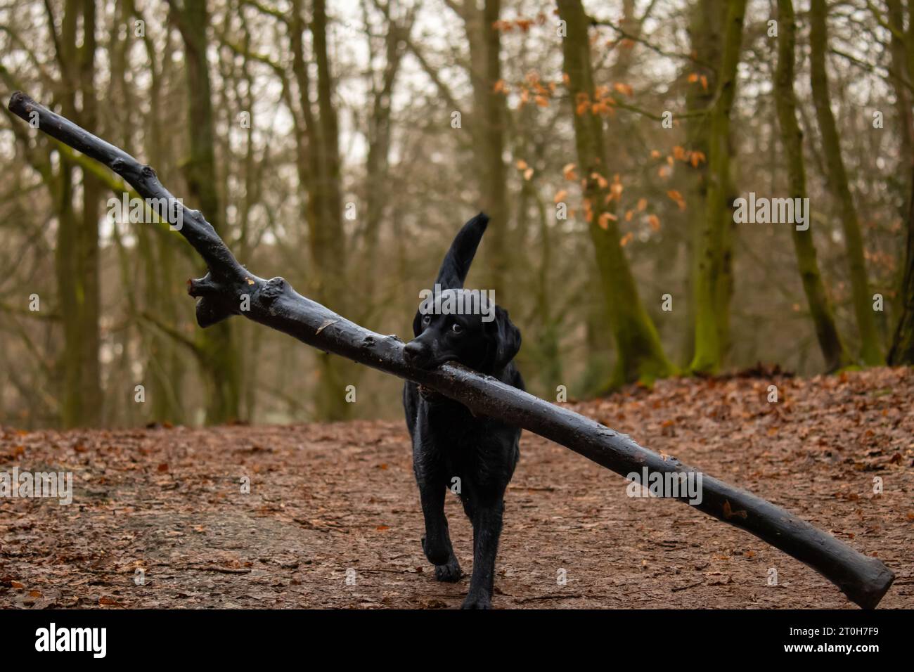 Black labrador retriever carrying a big stick in the woods stock photo