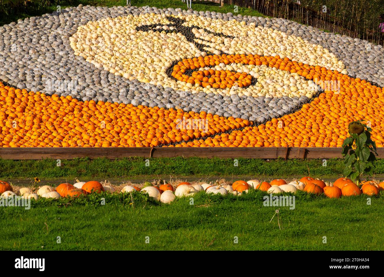 Totton, Hampshire, UK. 07th October 2023. Thousands visit Sunnyfields