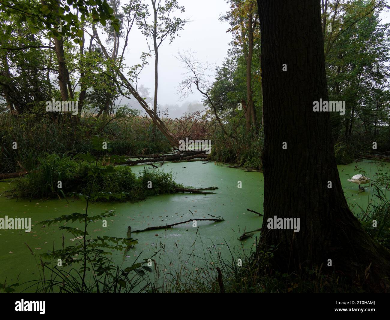 Green pond with duckweeds (Lemna), Wilderness, Schlepzig, Spreewald, Brandenburg, Germany Stock Photo