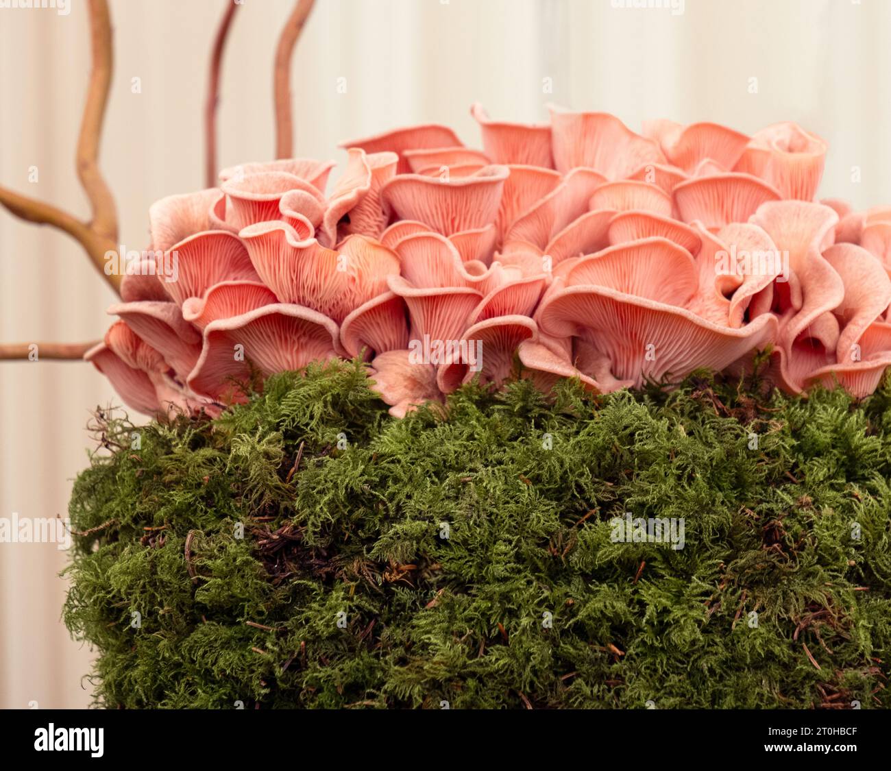 The creative mushroom display in the great pavilion at the Chelsea Flower Show 2023, London, UK. Stock Photo