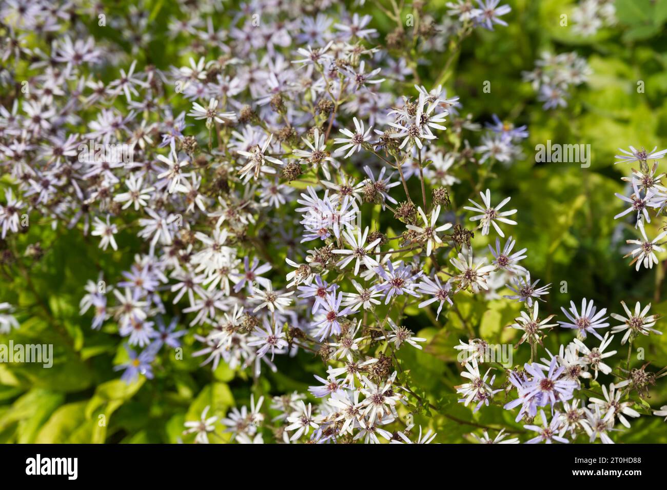 Pale purple autumn flowers of wood aster Eurybia x herveyi, also known as Aster macrophyllus Twilight or Michaelmas daisy in UK garden September Stock Photo