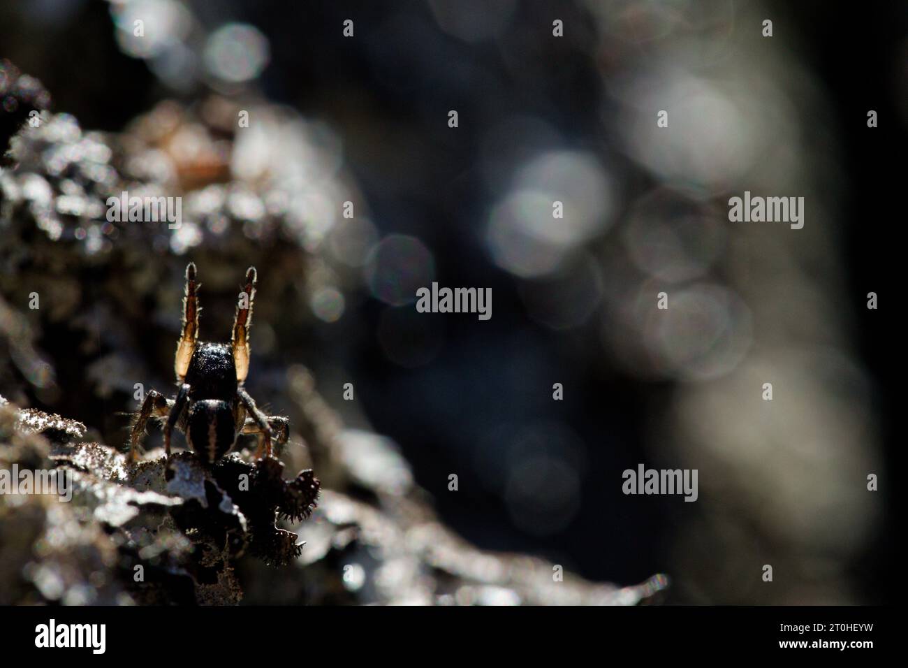 V-fronted jumping spider courtship display (Aelurillus v-insignitus) Stock Photo