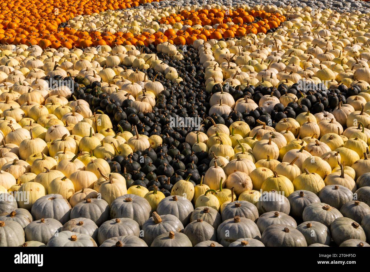 Totton, Hampshire, UK. 07th October 2023. Thousands visit Sunnyfields