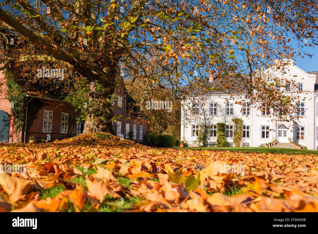 Buntes Herbstlaub auf der Wiese vor einem Herrenhaus Stock Photo