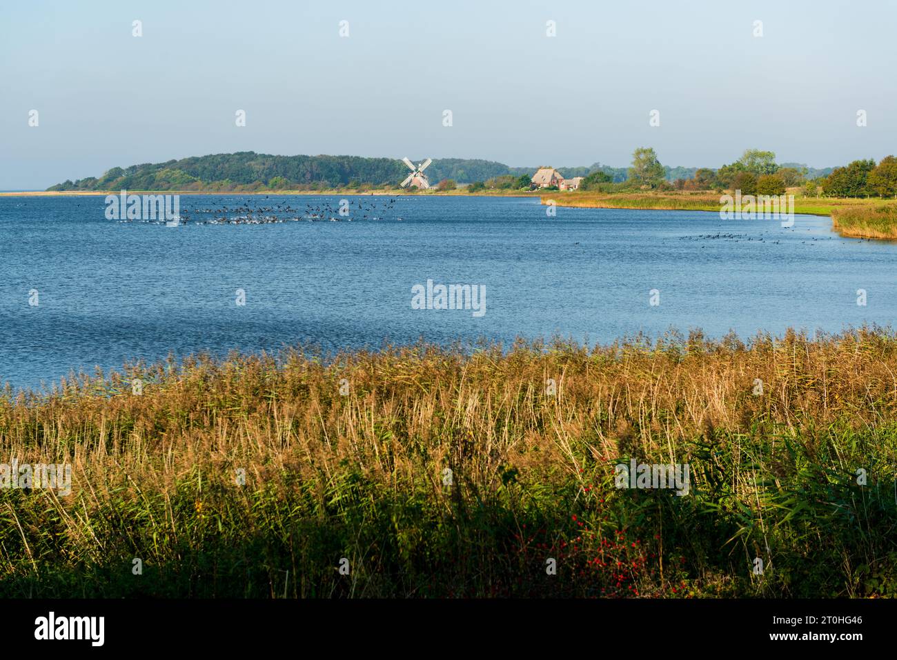 Landschaft an der Schlei im Herbst, Gänse auf dem Wasser, eine Fischerkate und eine Windmühle im Hintergrund Stock Photo