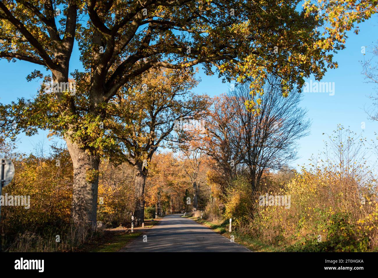 Landstraße im Herbst mit Eichenbäumen und buntem Laub *** Country road in autumn with oak trees and colorful foliage Credit: Imago/Alamy Live News Stock Photo