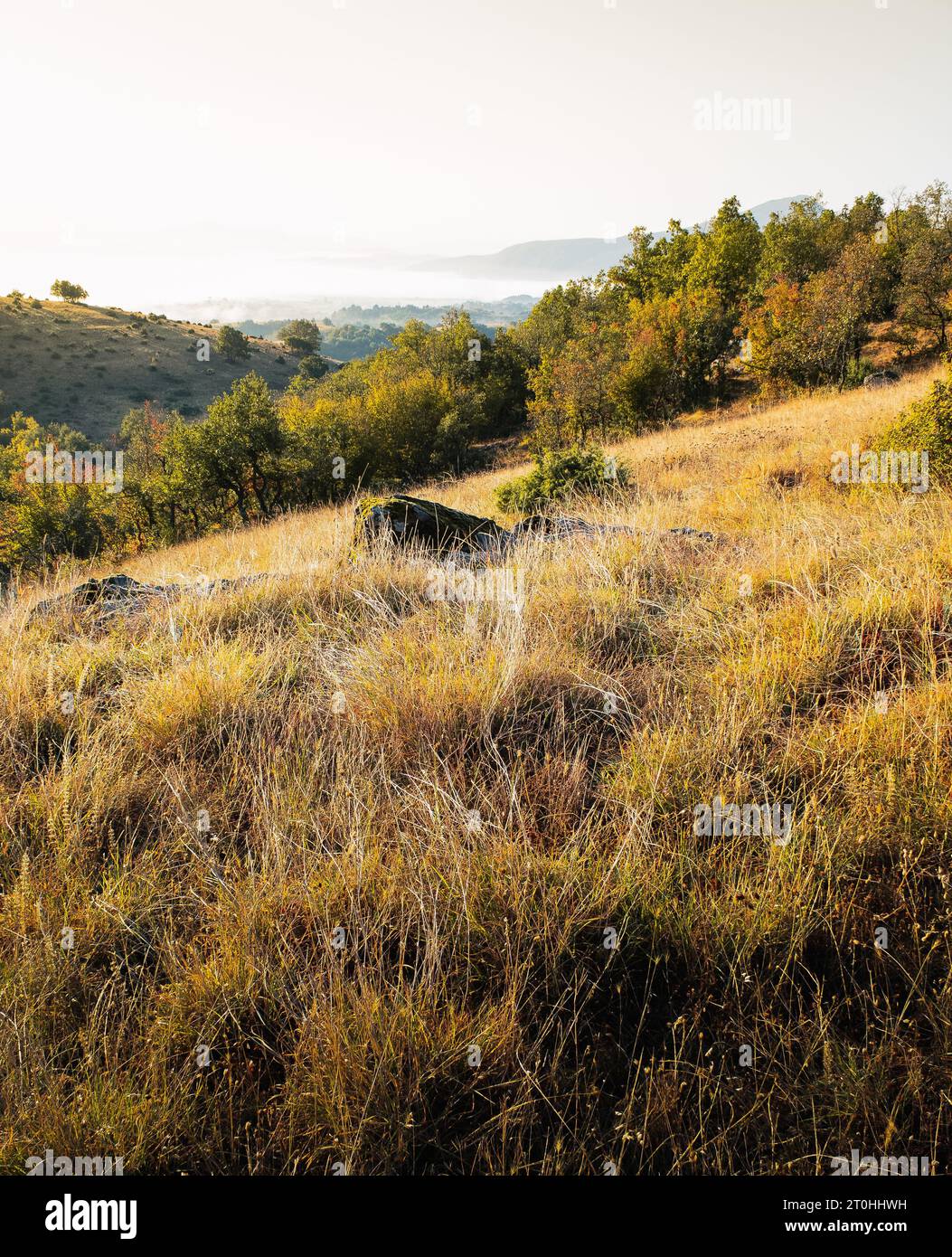 Beautiful morning view on top of a hill with golden grass and rocks in the foreground and beautiful background mountains and trees. Stock Photo