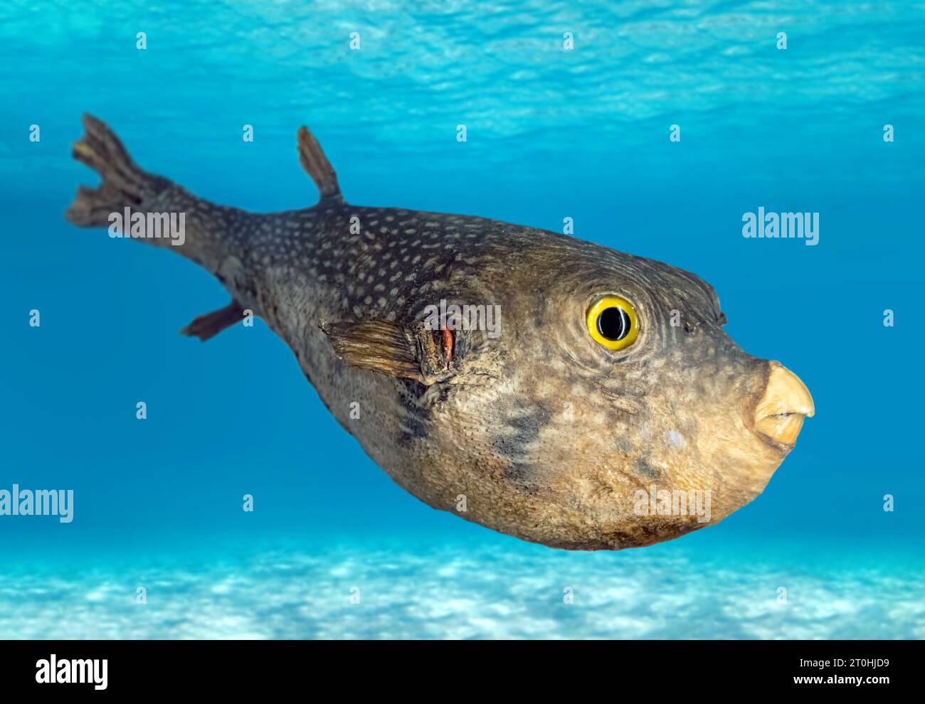 The white-spotted puffer fish (Arothron hispidus) Stock Photo