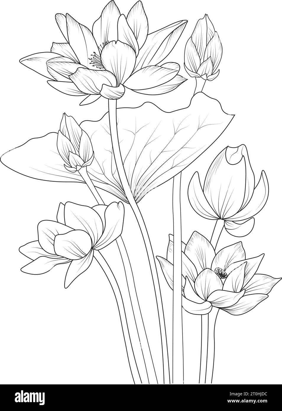 Lotus flower drawing, branch of botanic collection, engraved ink art